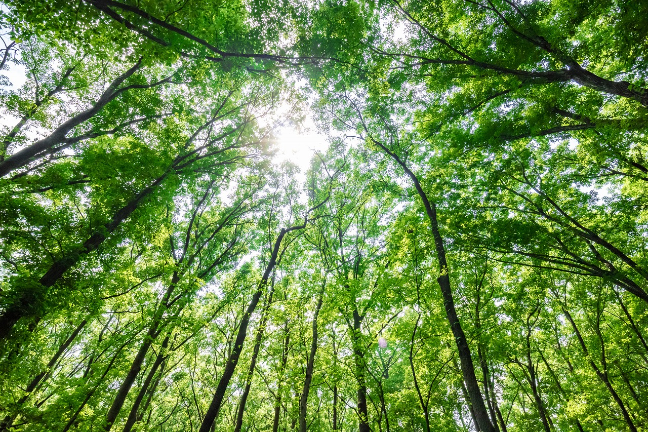 pixta_94701807_M (3)